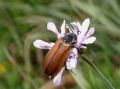 Lydus trimaculatus cfr italicus